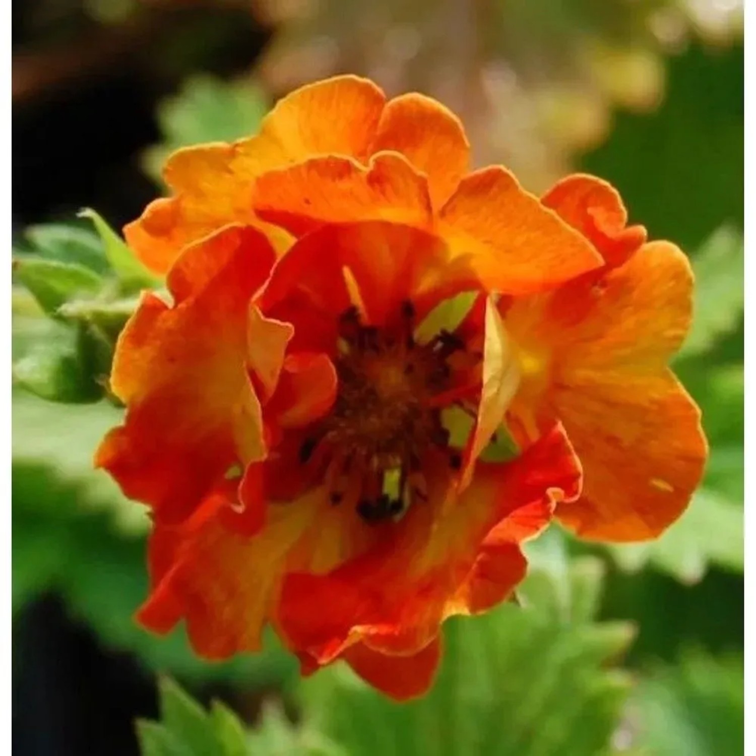 Fingerkraut William Rollinson - Potentilla Hybrid