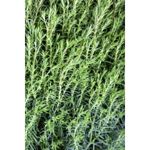 Detailaufnahme der grünen Heckenpflanze Thuja 'Teddy', 20-25 cm hoch.