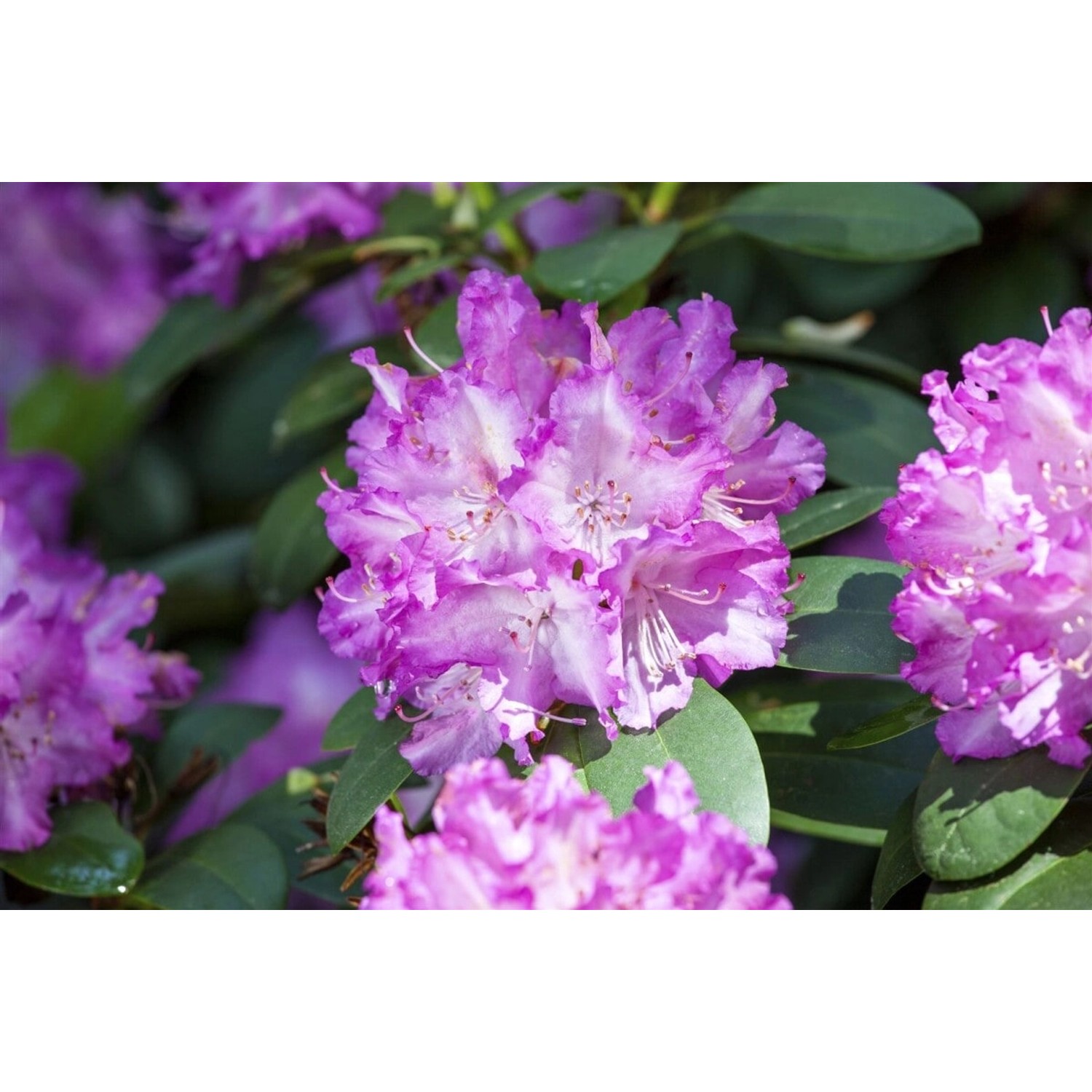 Rhododendron Hybr. Quinte Rhododendron Rosa Blüten 30–40 cm günstig online kaufen