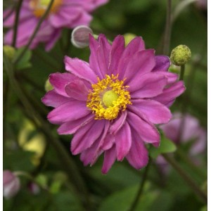 Nahaufnahme einer Herbstanemone 'Margarete' mit pinkfarbenen Blütenblättern und gelber Mitte.