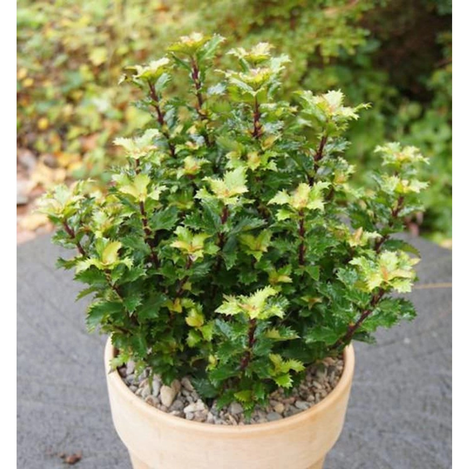 Amerikanischer Ilex Little Rascal 10-15cm - Ilex meserveae günstig online kaufen