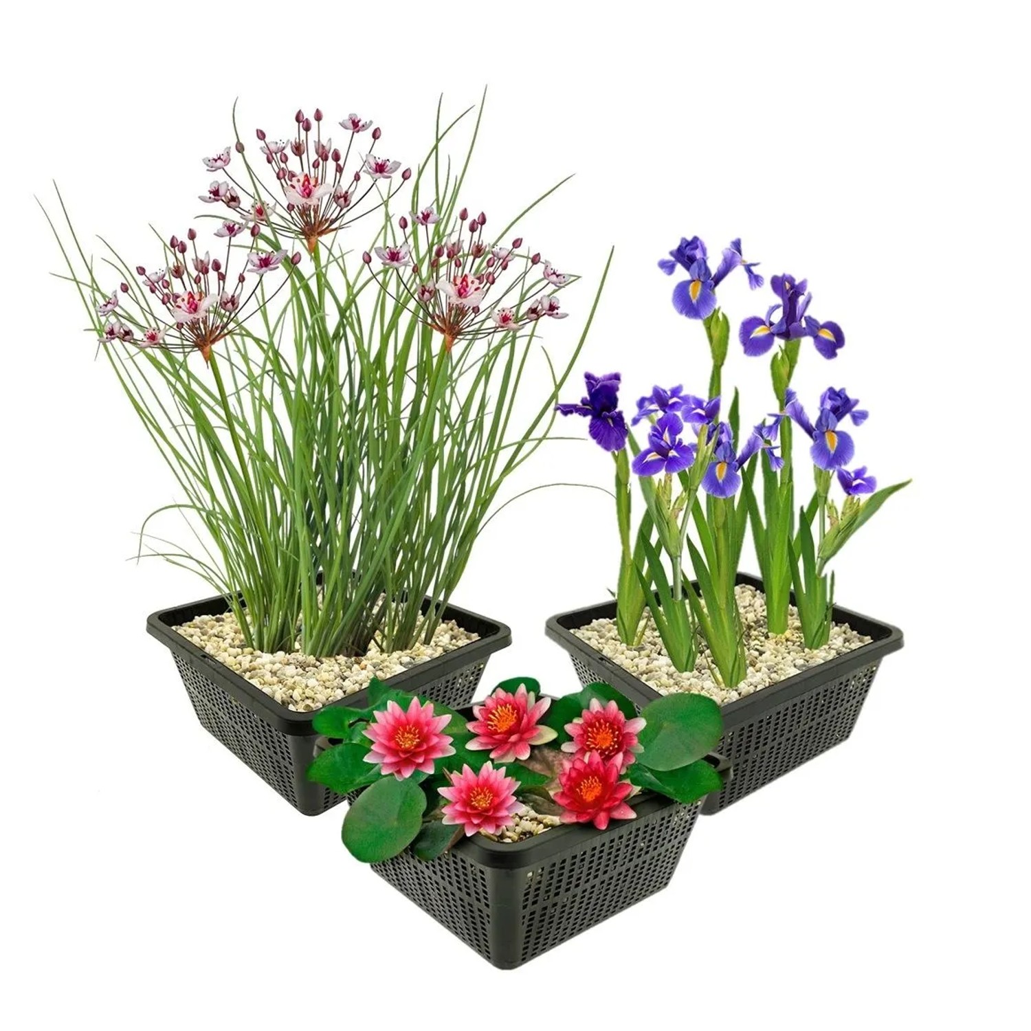 Vdvelde Rote Seerose Set   9 Pflanzen   Teich   Winterhart