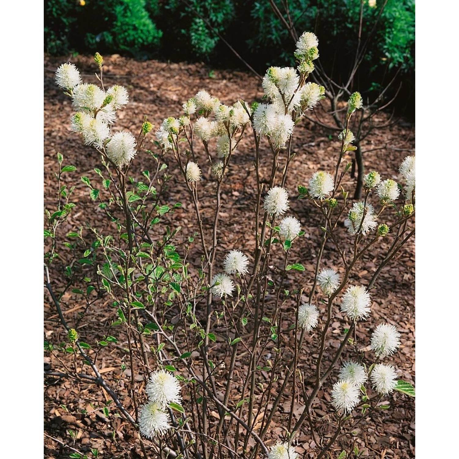 Fothergilla Gardenii Mount Airy Federbuschstrauch Weiß 50–60 cm günstig online kaufen