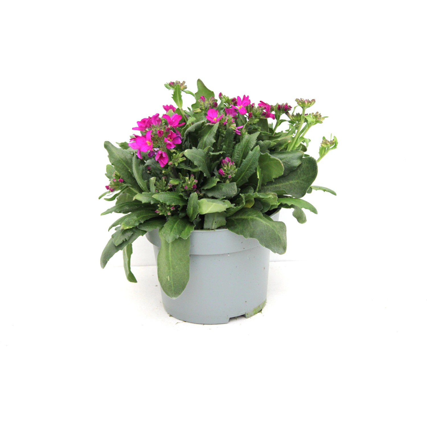 GROW BY OBI Kalifornische Gänsekresse Arabis ble. T13