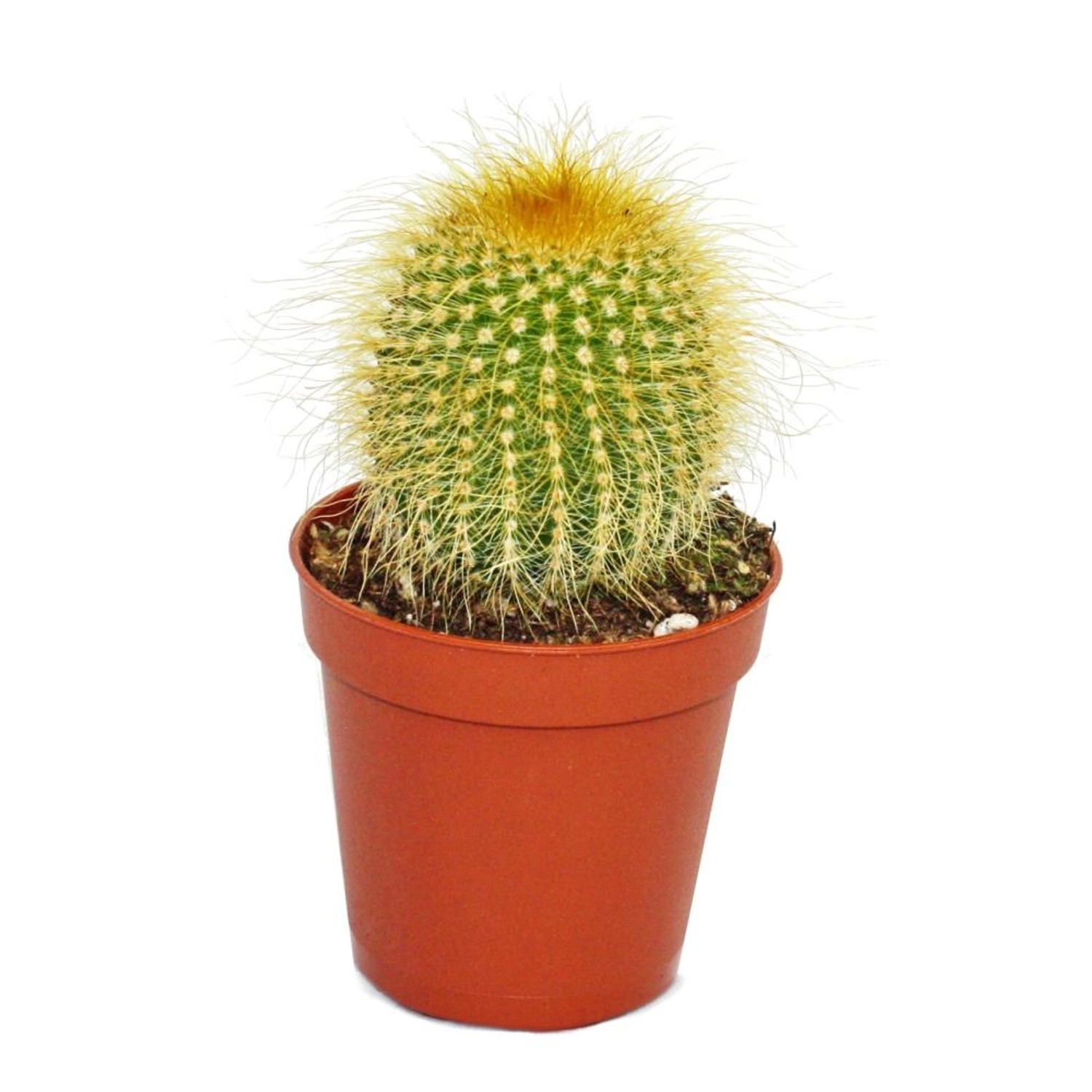 Exotenherz Eriocactus Leninghausii Mittelgrosse Pflanze im 8,5cm Topf günstig online kaufen