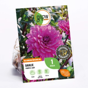 GROW by OBI Dahlie Purple Lady, violette Blüte, Höhe ca. 90cm. Blumenzwiebel für Beet und Kübel.