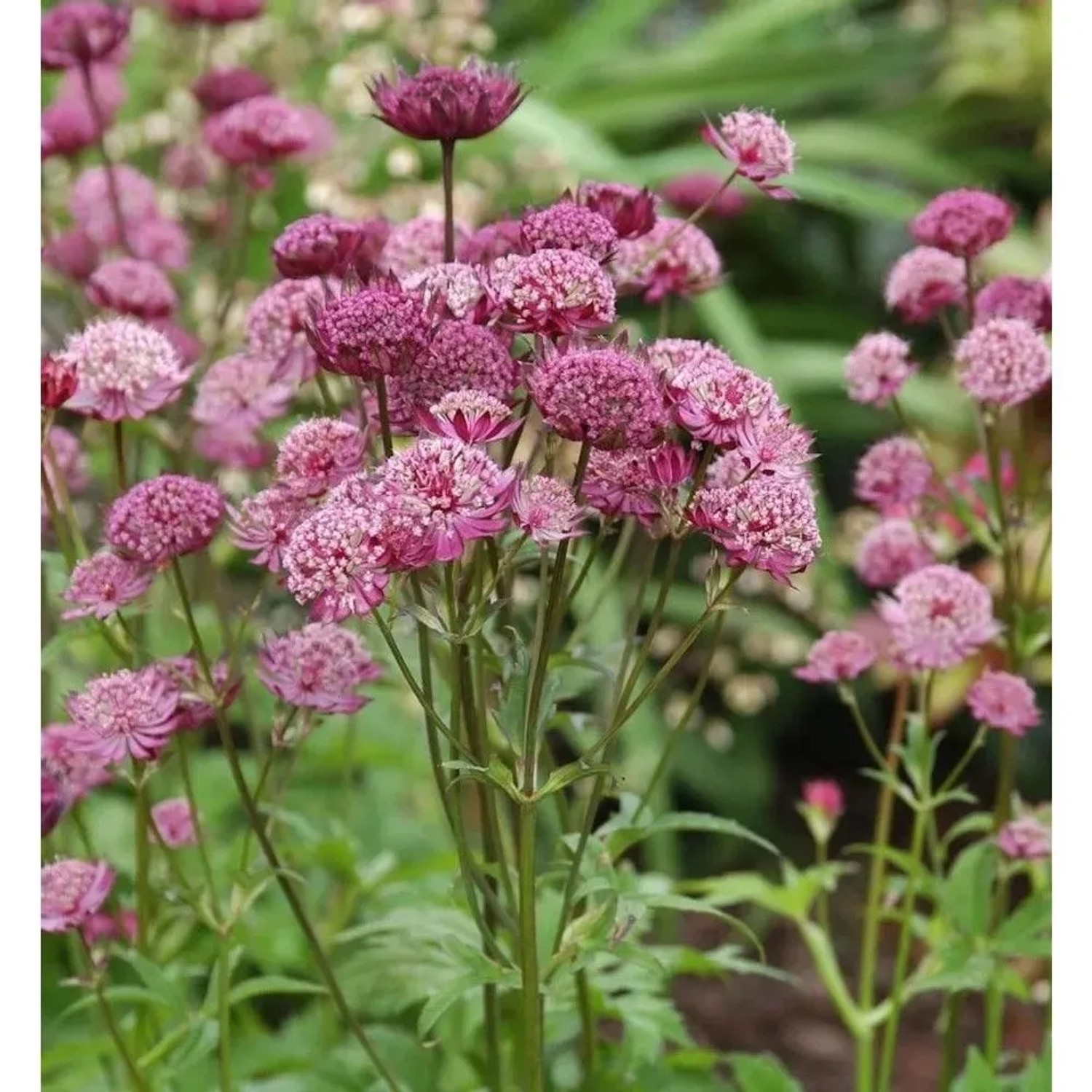Sterndolde Star of Beauty - Astrantia major