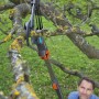 Gardena Combisystem Bypass-Baumschere schneidet Ast im Baum, Mann im Hintergrund.