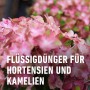 Nahaufnahme von rosa Hortensienblüten, gedüngt mit Compo Hortensiendünger.
