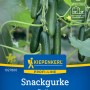 Kiepenkerl Snackgurke Picolino Saatgut: Dunkelgrüne, gerippte Mini-Gurken an der Pflanze.