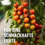 Tomatenpflanze mit reifen Tomaten, gedüngt mit Compo Bio Obst- und Gemüsedünger.