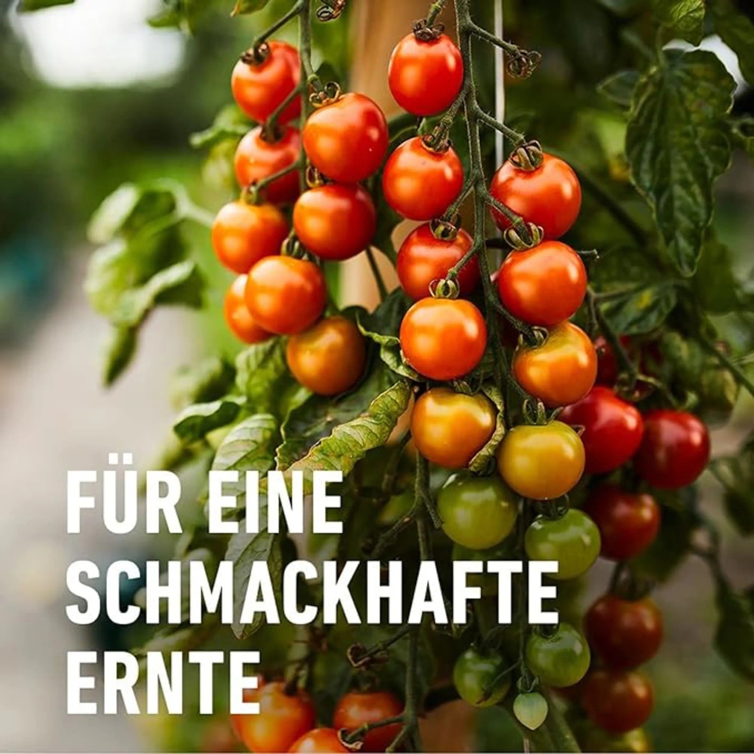 Tomatenpflanze mit reifen Tomaten, gedüngt mit Compo Bio Obst- und Gemüsedünger.