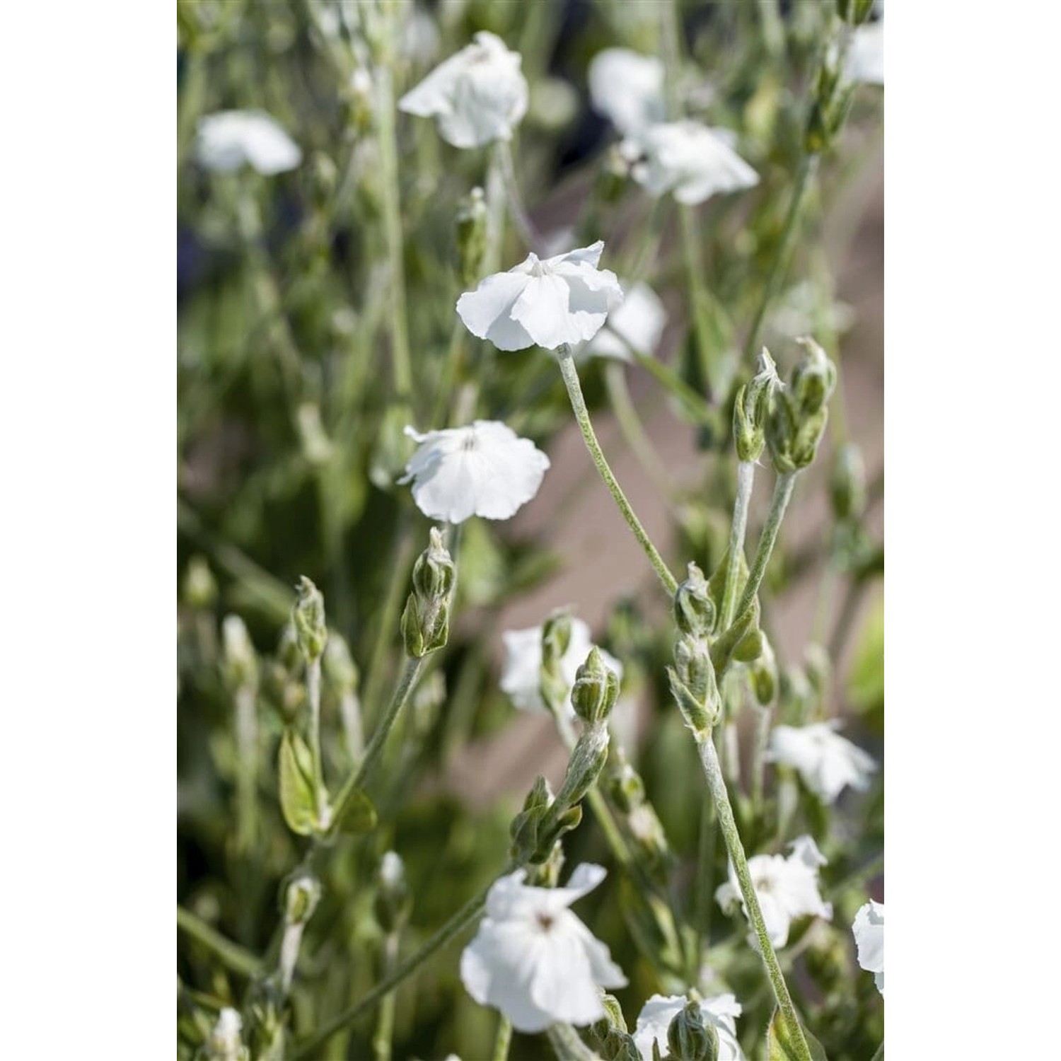 Lychnis Coronaria Alba Weißes Leimkraut Ca. 9x9 cm Topf günstig online kaufen