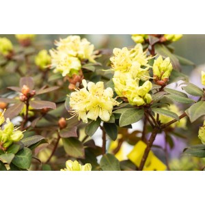 Gelber Rhododendron Hanceanum Princess Anne, 20–25 cm hoch, mit Blüten und grünen Blättern.