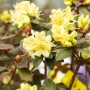 Gelber Rhododendron Hanceanum Princess Anne, 20–25 cm hoch, mit Blüten und grünen Blättern.