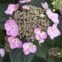 Nahaufnahme der rosa blühenden Hortensie 'Cotton Candy' mit grünen Blättern.
