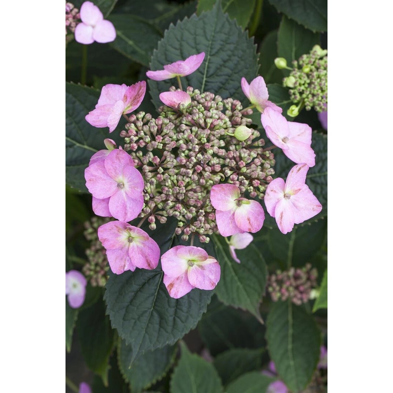 Hydrangea Mac. Hortensie 'Cotton Candy' 30-40 cm günstig online kaufen