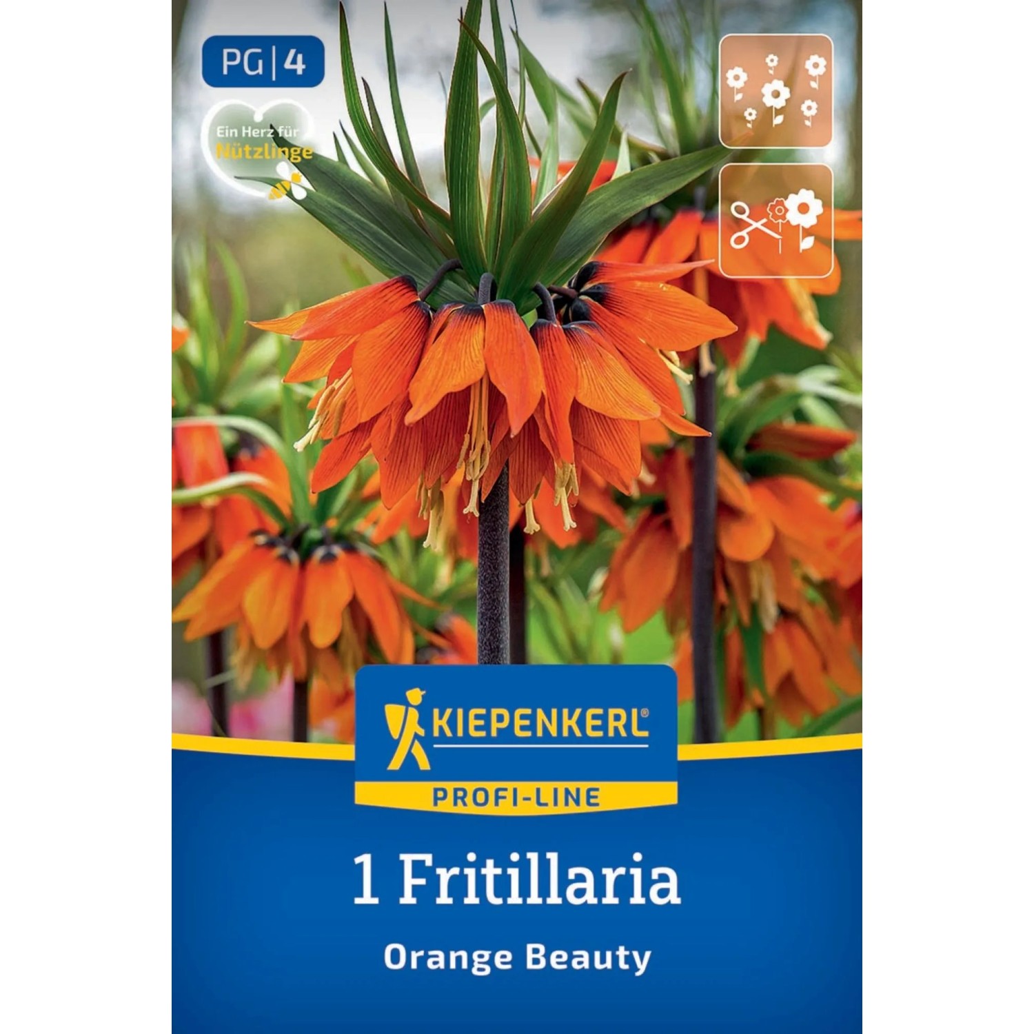 Kiepenkerl Blumenzwiebel Profi-Line Kaiserkrone Orange Beauty 1 Stück_2