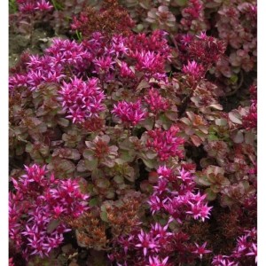 Kaukasus Asienfetthenne Fuldaglut - Sedum spurium