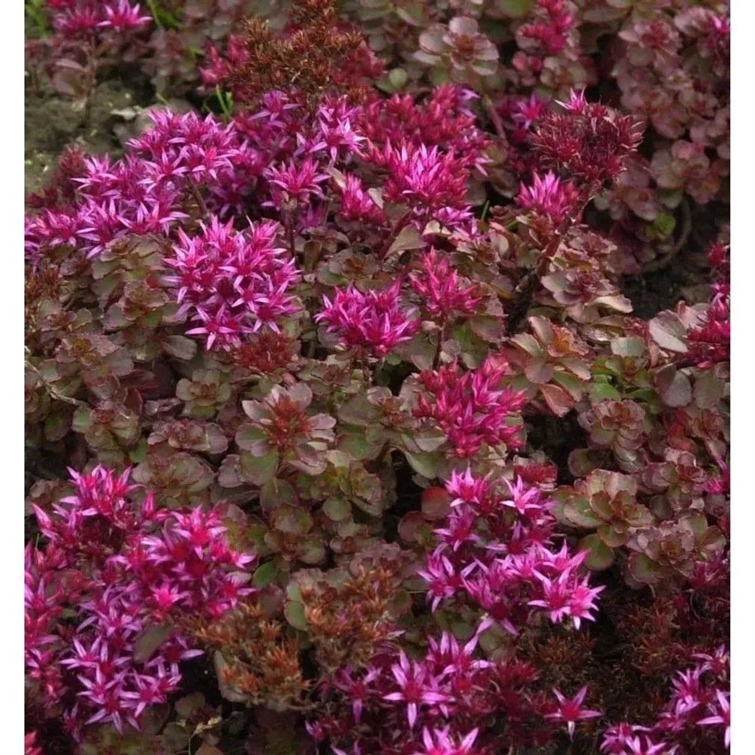 Kaukasus Asienfetthenne Fuldaglut - Sedum spurium