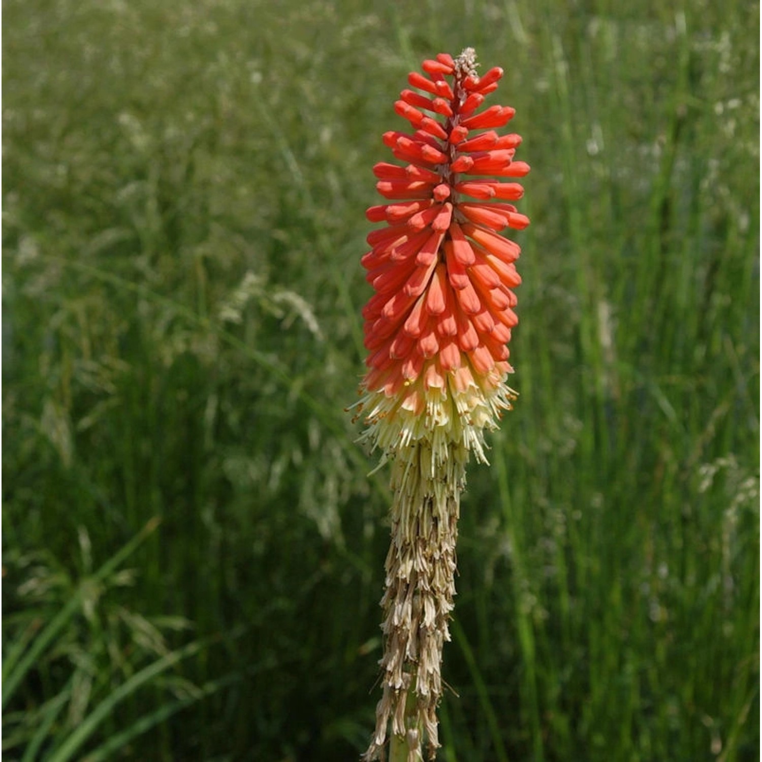 Fackellilie Express - Kniphofia uvaria günstig online kaufen