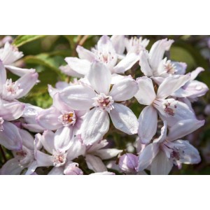 Nahaufnahme der zartrosa Blüten der Deutzia 'Mont Rose' Deutzie.
