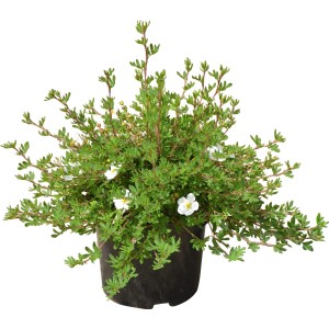 Fünffingerstrauch White Lady im Topf, ca. 30-40 cm hoch, mit weißen Blüten.