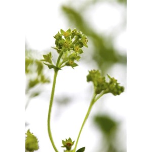 Detailaufnahme des Rotstieligen Frauenmantels (Alchemilla Erythropoda) im 9x9 cm Topf.