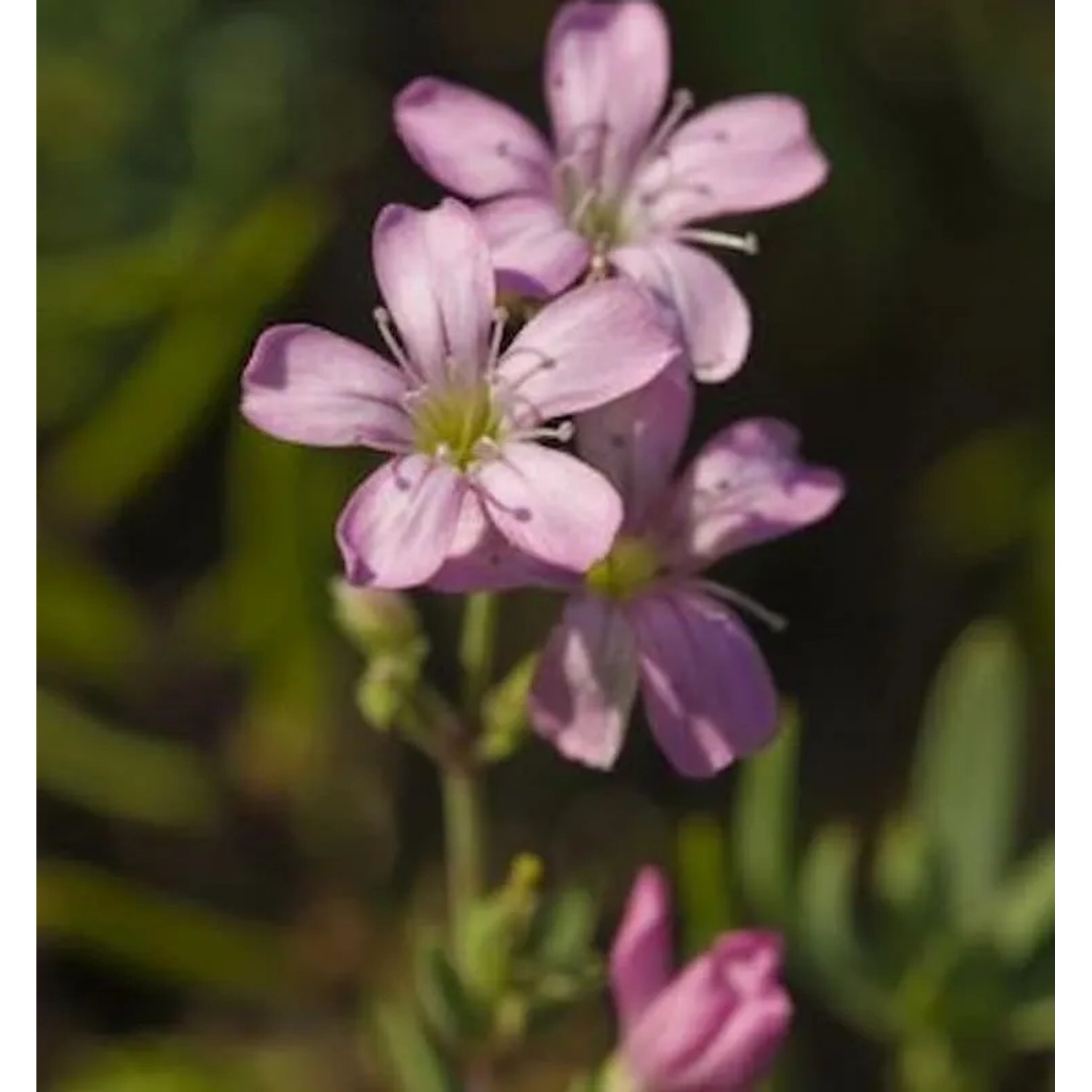 Purpurglöckchen Gypsy Deep Rose - großer Topf - Gypsophila muralis