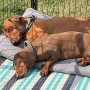 Zwei schlafende Hunde auf grauem Petsation LASSE Hundekissen (110cm) im Freien.