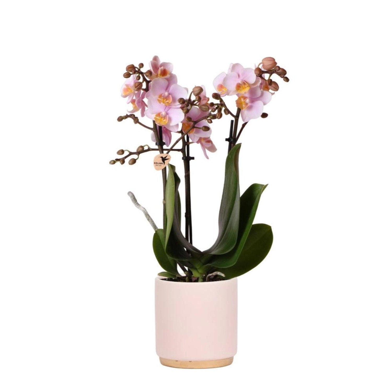 Kolibri Orchids Rosa Phalaenopsis Orchidee Andorra & Goldfuß Ziertopf Rosa Topfgröße 9cm 40cm Hoch