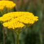 Goldgelbe Schafgarbe (Achillea filipendulina) im Sonnenbeet-Set für Trockenlagen.