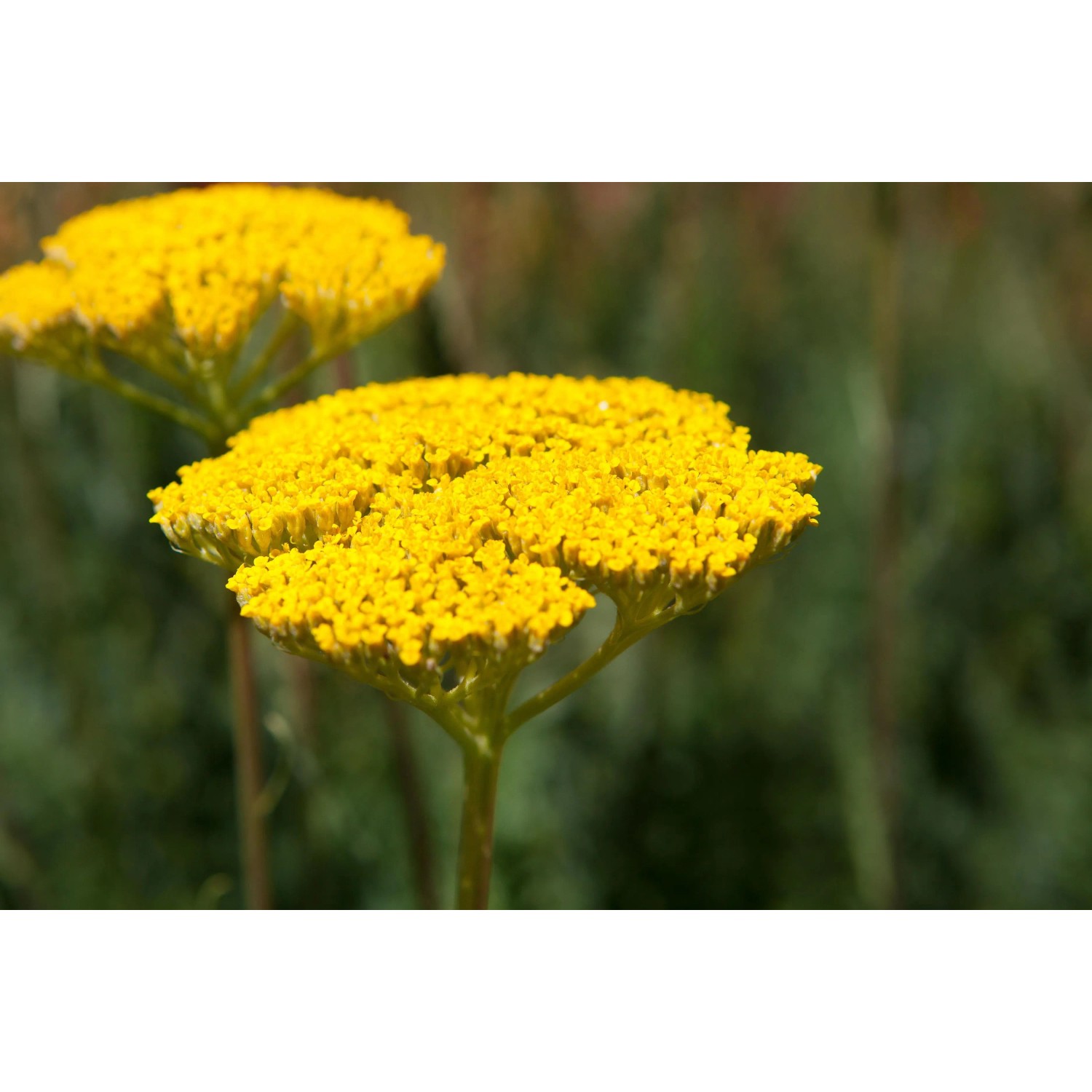 Goldgelbe Schafgarbe (Achillea filipendulina) im Sonnenbeet-Set für Trockenlagen.