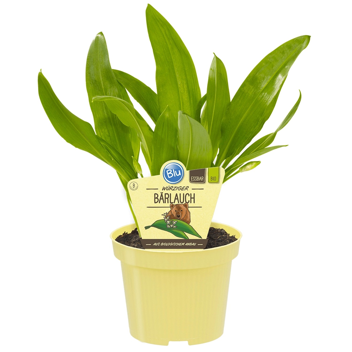BioBärlauch TopfØ ca. 11 cm Allium kaufen bei OBI
