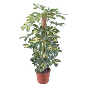 Strahlenaralie Gold Capella im Topf, ca. 17cm, mit Moosstab. Zimmerpflanze mit grün-gelben Blättern.