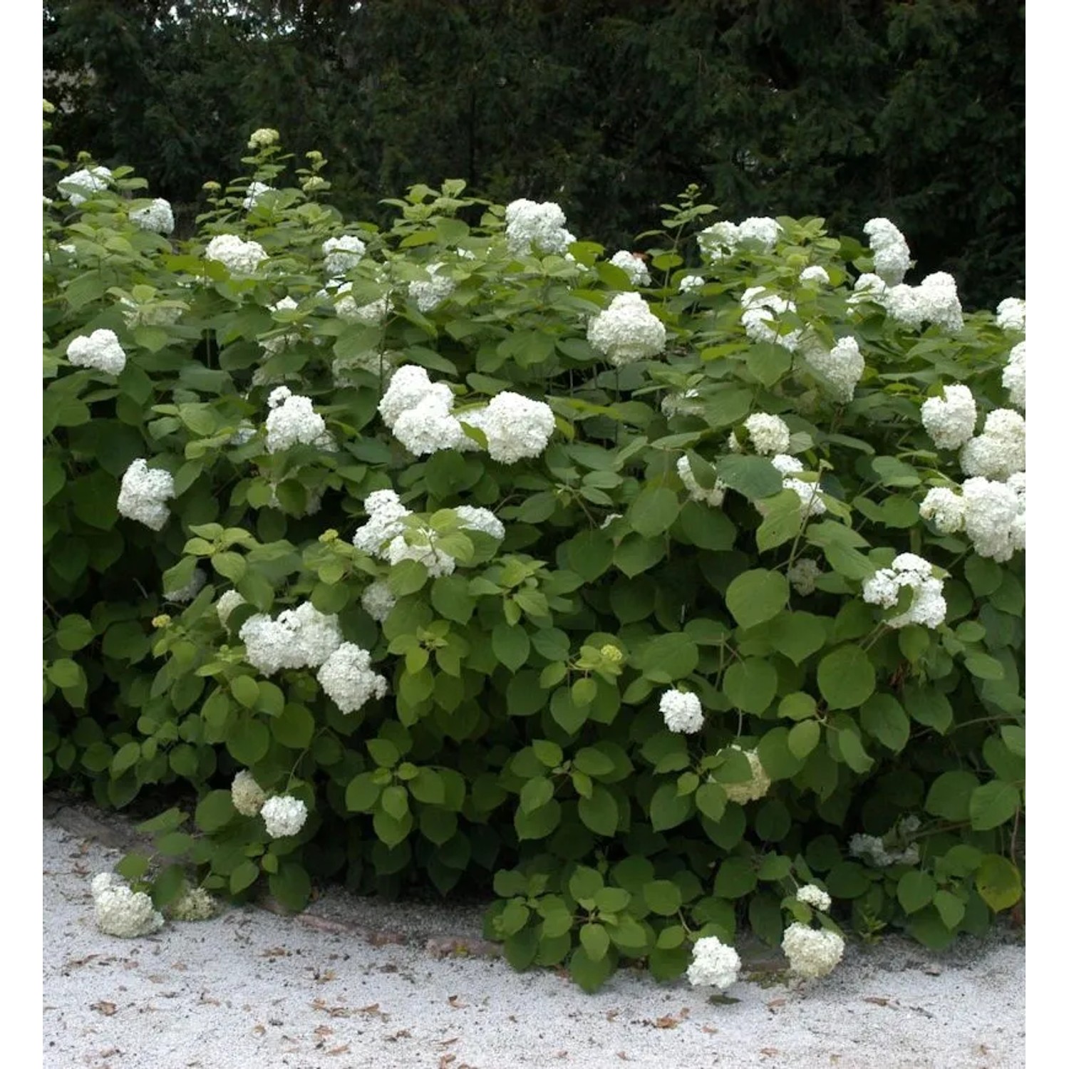 Ballhortensie Grandiflora 30-40cm - Hydrangea arborescens