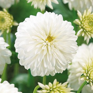 Nahaufnahme der weißen GROW by OBI Dahlie Snow Cap, ca. 90 cm hoch.