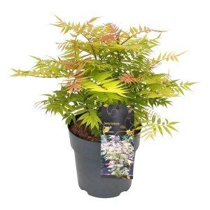 Fliederspiere 'Sem' im Topf, ca. 20-30 cm hoch, mit dekorativem Laub.