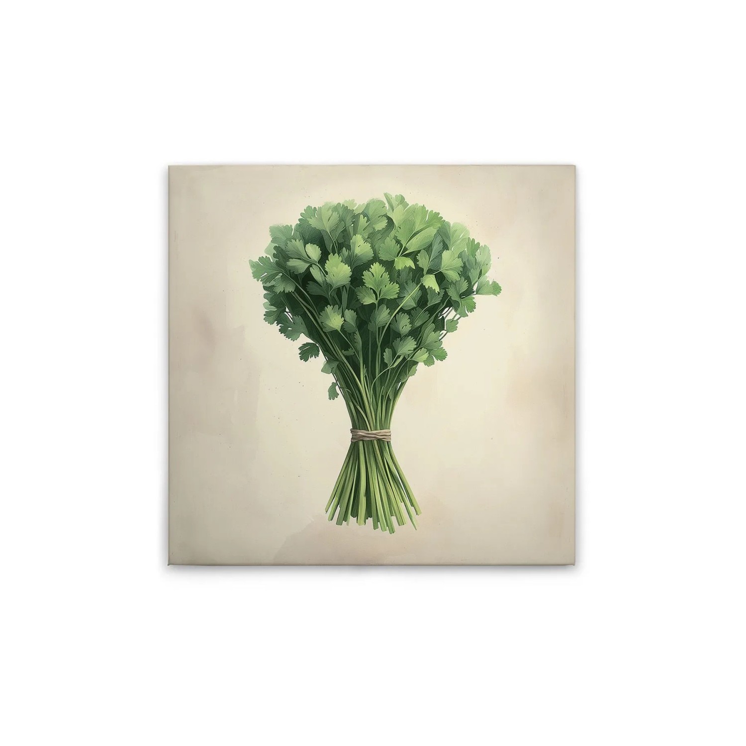 Tadessi Leinwandbild - M1-No.51844 - Küchenmotiv Koriander - 50 x 50 cm - Quadratisch