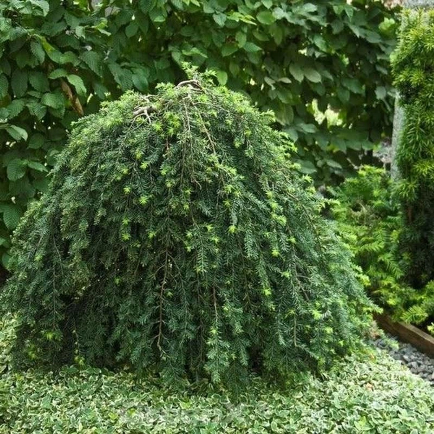 Hängende Kanadische Hemlocktanne 60-80cm - Tsuga canadensis