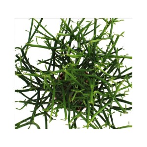 Exotenherz Bleistiftkaktus im 12cm Topf, eine grüne Euphorbia Zimmerpflanze.