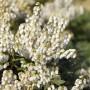 Detailaufnahme der weißen Blüten der Japanischen Lavendelheide Pieris Japonica Debutante.