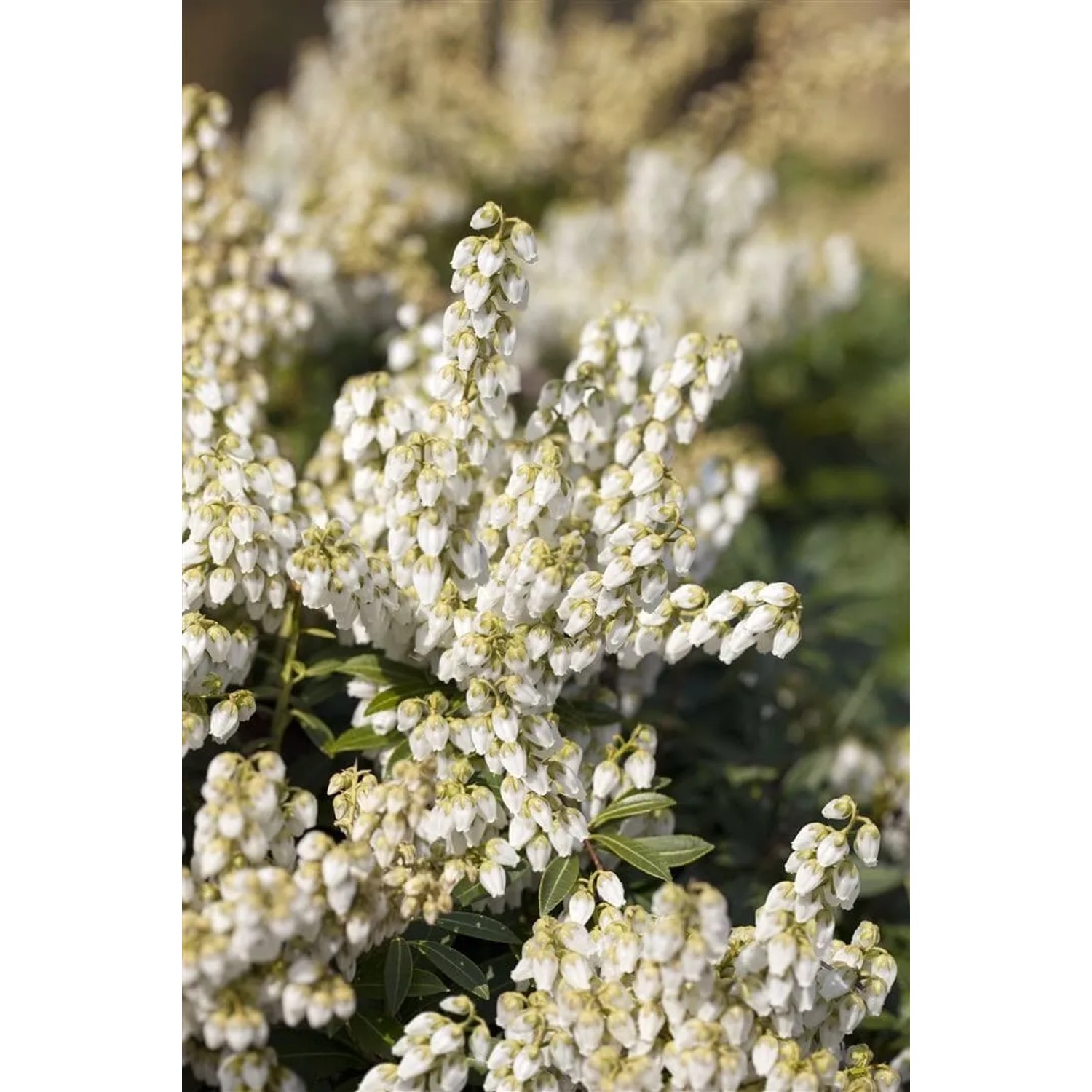Detailaufnahme der weißen Blüten der Japanischen Lavendelheide Pieris Japonica Debutante.