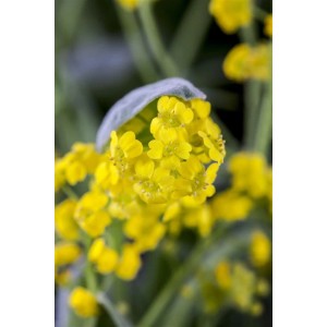 Nahaufnahme des leuchtend gelben Steinkrauts (Alyssum Saxatile) im 9x9 cm Topf.