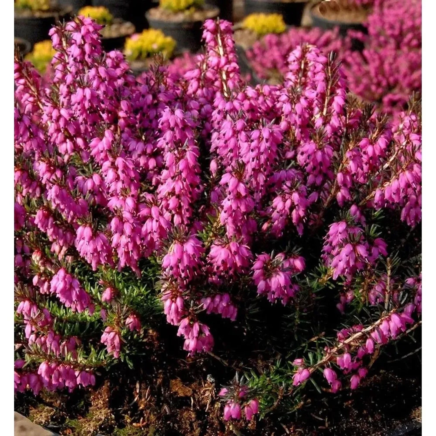 10x Winterheide Mojave - Erica carnea