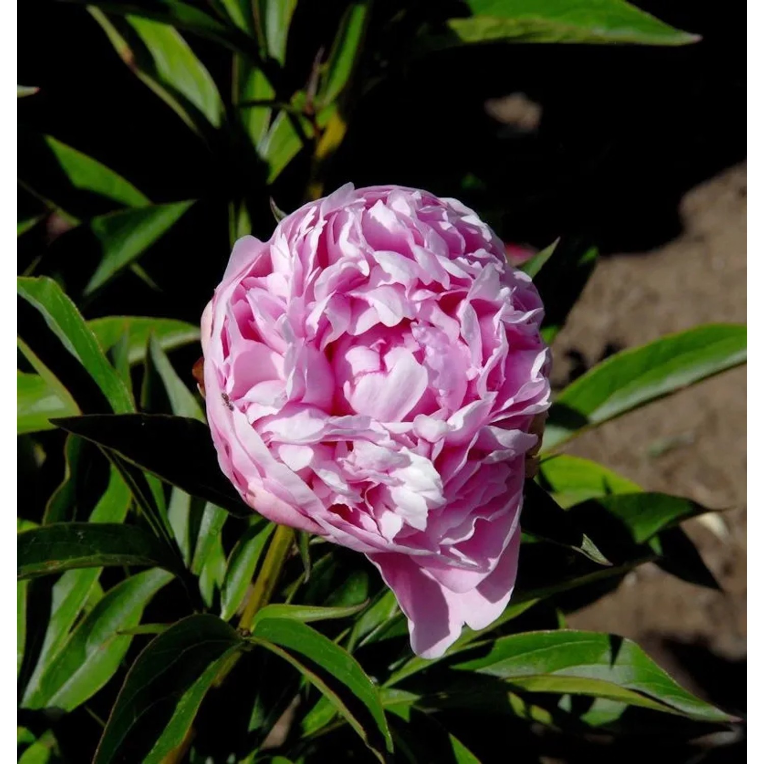 Edelpfingstrose Mammoth Rose - Paeonia,actiflora
