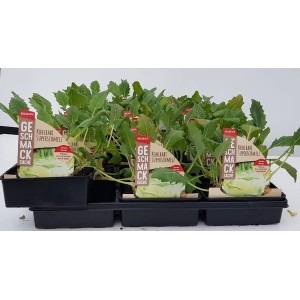 6er Schale Kohlrabi Superschmelz (Brassica oleracea var. gongylodes) mit grünen Blättern in Anzuchttöpfen.