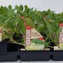 6er Schale Kohlrabi Superschmelz (Brassica oleracea var. gongylodes) mit grünen Blättern in Anzuchttöpfen.
