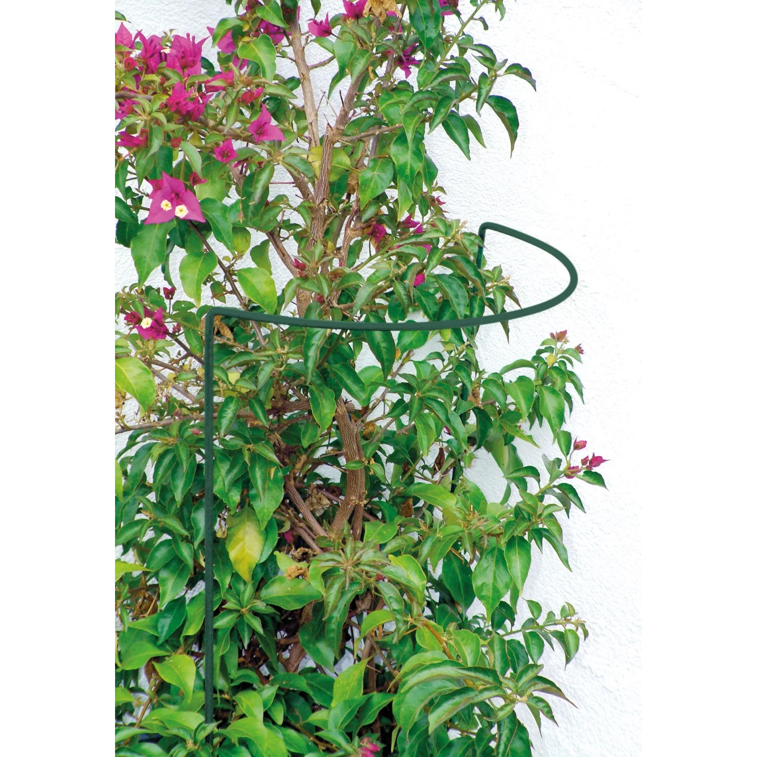 Bellissa Busch- und Strauchstütze (40x100cm) in Grün, die eine Pflanze stützt.
