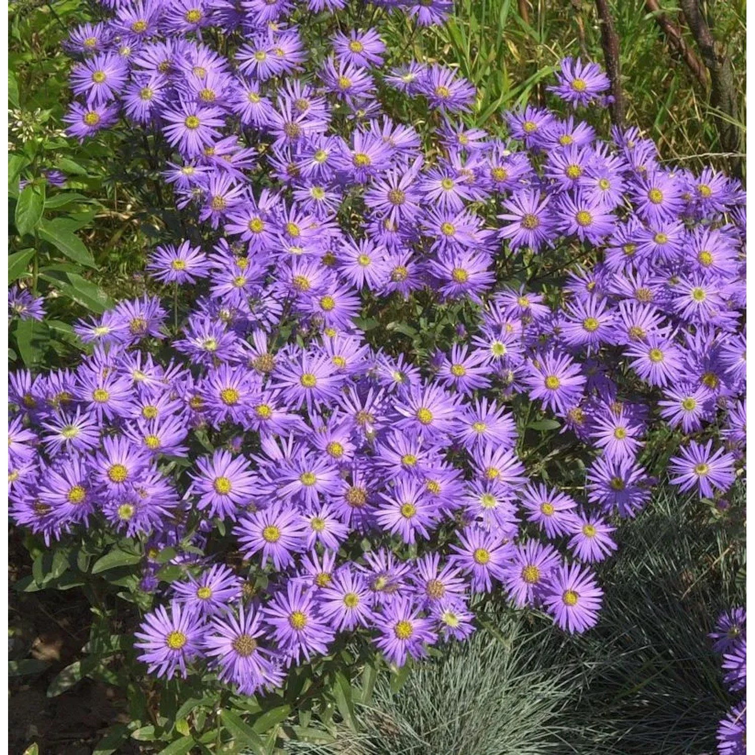 Sommeraster King George - Aster amellus